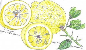 AE.lemons.image.Scanned